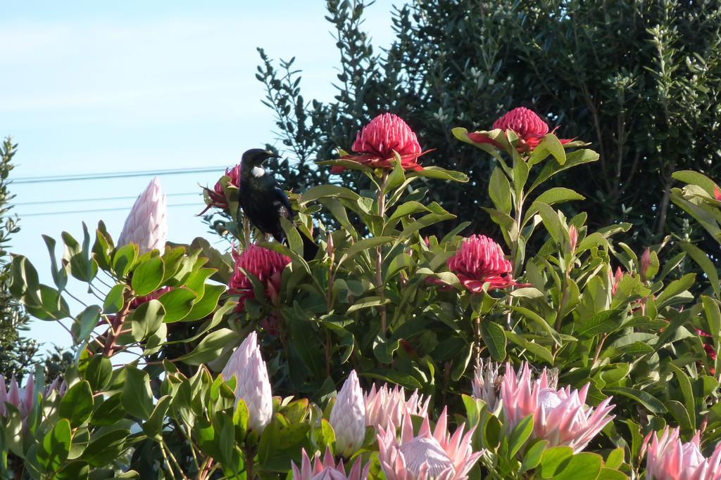 The Green House B&B Whitianga Εξωτερικό φωτογραφία